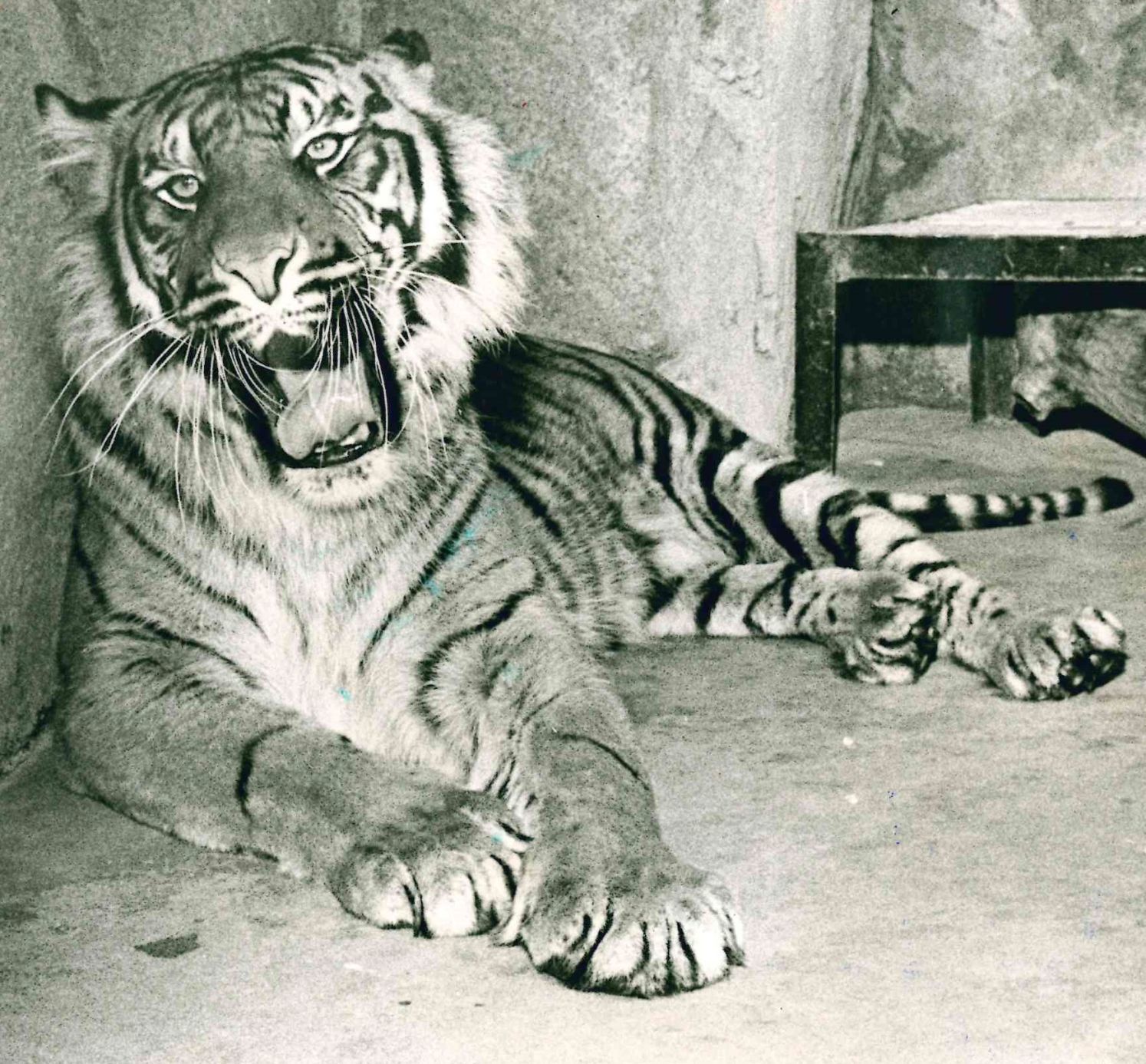 Katie the tiger